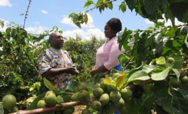 Farmers & Coffee Growing – From Kisumu to Nairobi: February 2025