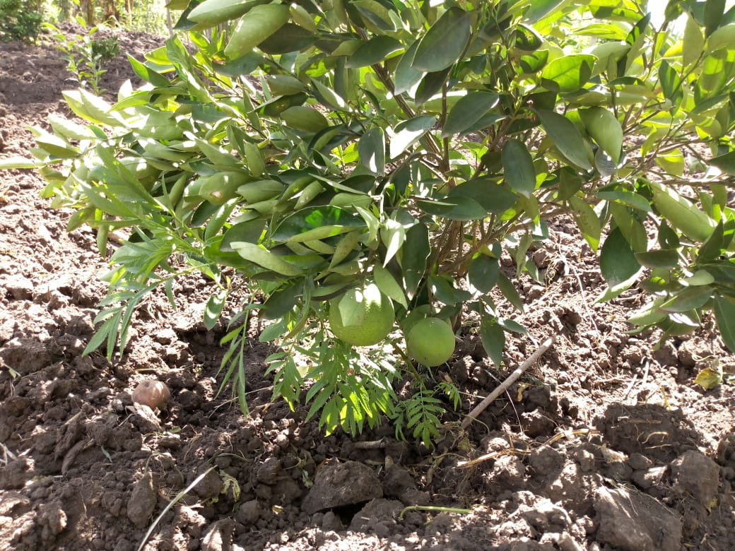 CONTROLLING INSECTS ORGANICALLY - TOP Kenya